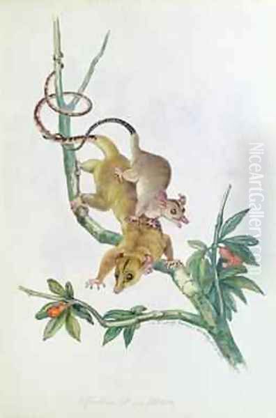 Philander opossum Oil Painting by Benjamin Waterhouse Hawkins