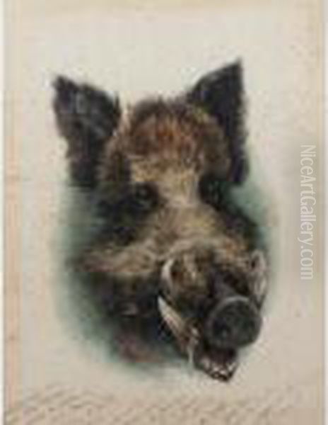 [head Of Wild Boar] Oil Painting by Karl Bodmer