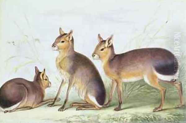 Patagonian cavy from The Knowsley Menagerie Oil Painting by Benjamin Waterhouse Hawkins