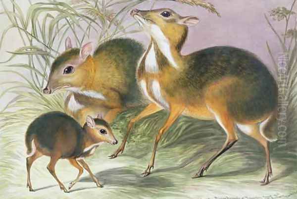 Javan chevrotain from The Knowsley Menagerie Oil Painting by Benjamin Waterhouse Hawkins