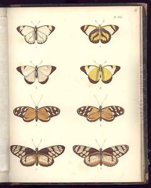 Lepidoptera Oil Painting by Humboldt, Friedrich Alexander, Baron von