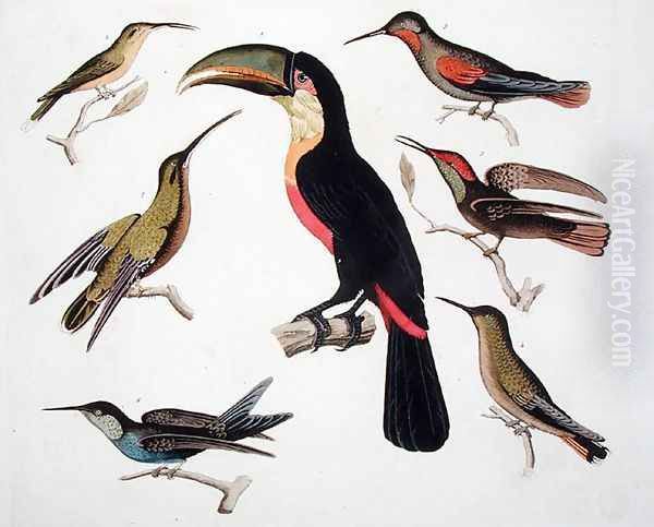 Native birds including the Toucan centre Amazon Brazil Oil Painting by Humboldt, Friedrich Alexander, Baron von