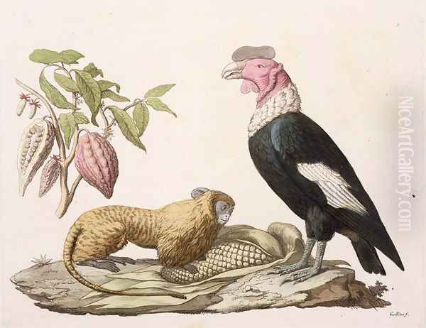 Lion monkey and condor native to Chile or Ecuador Oil Painting by Humboldt, Friedrich Alexander, Baron von