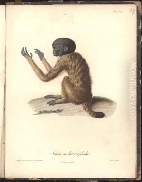 Simia melanocephala Oil Painting by Humboldt, Friedrich Alexander, Baron von