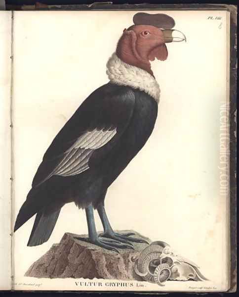 The Male Condor Vultur gryphus Oil Painting by Humboldt, Friedrich Alexander, Baron von