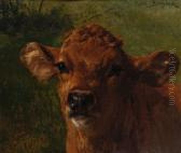 Head Of A Calf Oil Painting by Rosa Bonheur