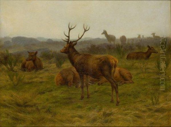 Cerf Repu Au Milieu D'une Harde De Biches Oil Painting by Rosa Bonheur