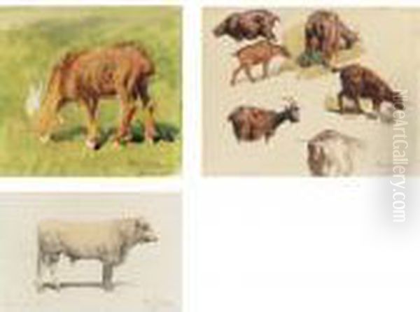 Study Of A Goat, Goats Grazing And Study Of A Bull Seen From Theside Oil Painting by Rosa Bonheur