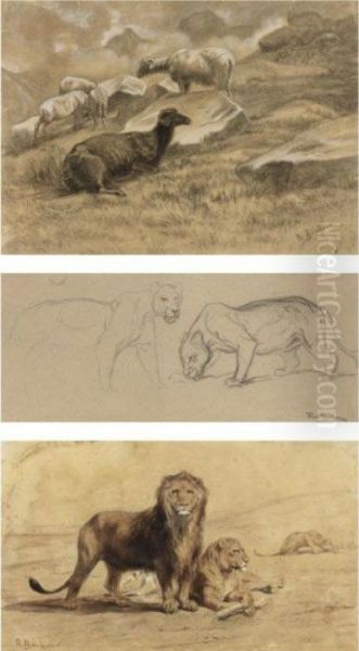 A Pair Of Lions, Sheep And Studies Of A Lioness Oil Painting by Rosa Bonheur