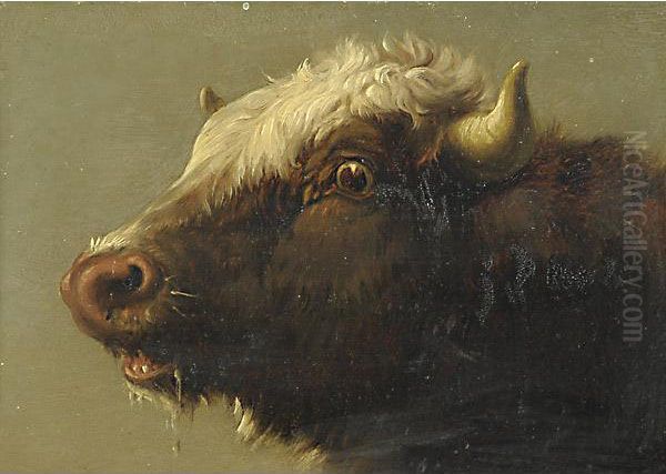 Tesat Di Bue Oil Painting by Rosa Bonheur