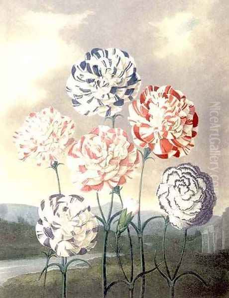 A Group of Carnations Dianthus caryophyllus Oil Painting by Henderson, Peter Charles