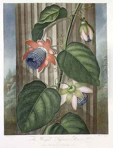 The Winged Passion Flower Oil Painting by Henderson, Peter Charles