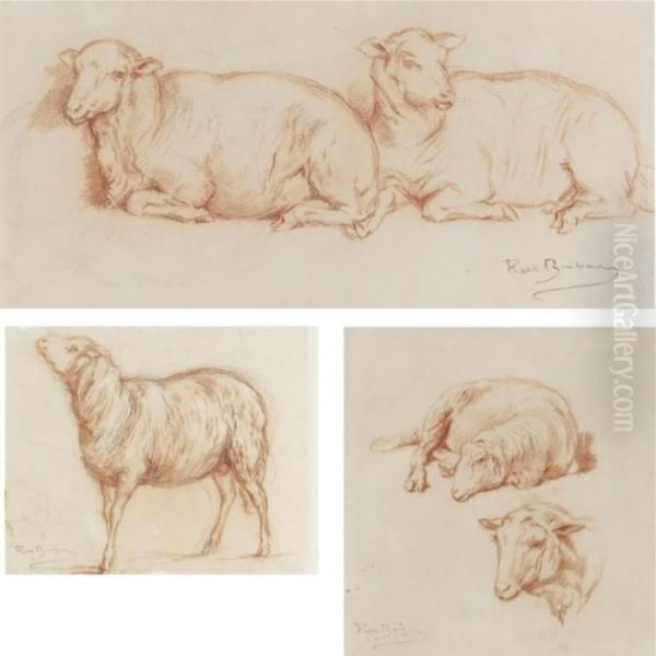 Sheep Resting, A Single Sheep And Studies Of A Sheep (three Works) Oil Painting by Rosa Bonheur