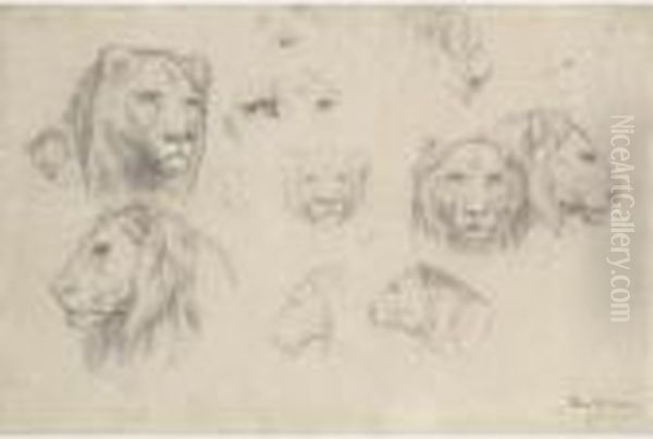 Study Of Lions And Lionesses Oil Painting by Rosa Bonheur