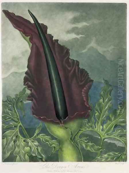 The Dragon Arum Oil Painting by Henderson, Peter Charles