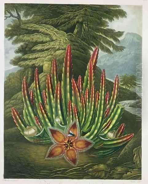 The Maggot Bearing Stapelia Oil Painting by Henderson, Peter Charles