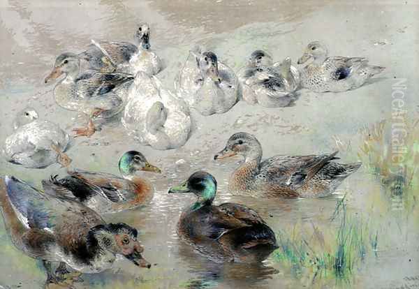 Study of Ducks Oil Painting by William Huggins