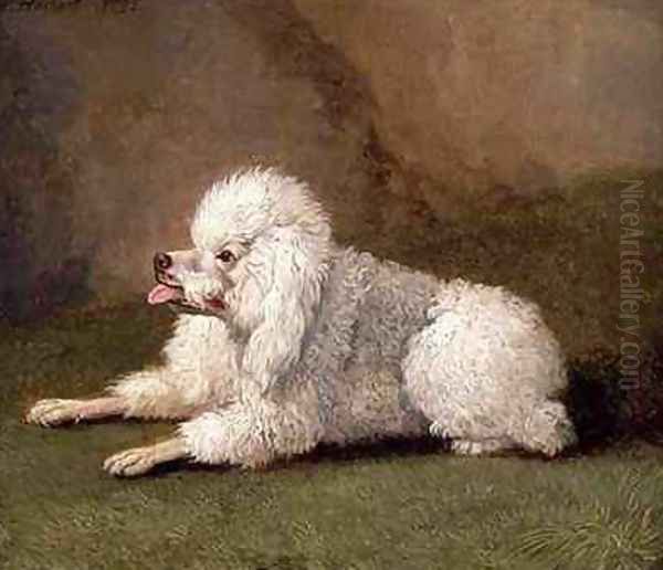 A Belgian Poodle Oil Painting by Filippo Hackert