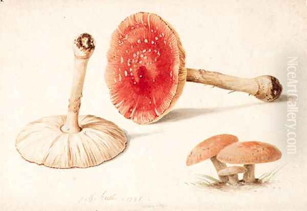 Amanita muscaria (Fly Agaric) illustrated Oil Painting by Jean-Baptiste Huet