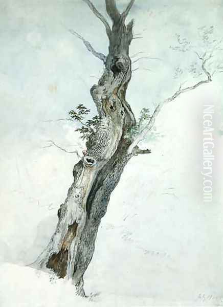 Tree Study Oil Painting by Robert Hills