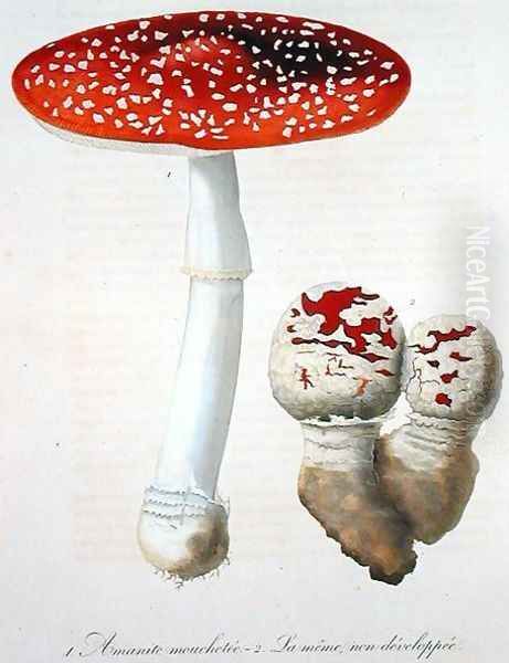 Amanita Muscaria from Phytographie Medicale Oil Painting by L.F.J. Hoquart