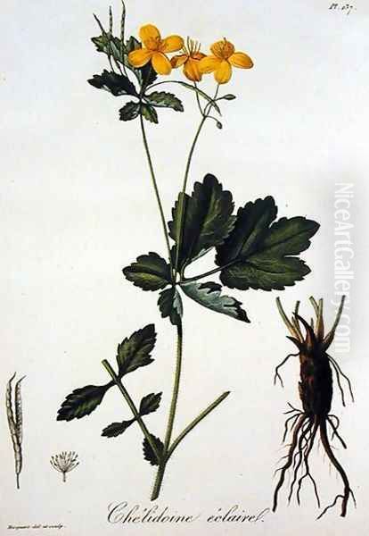 Celidonium Majus from Phytographie Medicale Oil Painting by L.F.J. Hoquart