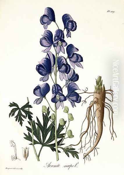 Aconitum Napellus from Phytographie Medicale Oil Painting by L.F.J. Hoquart