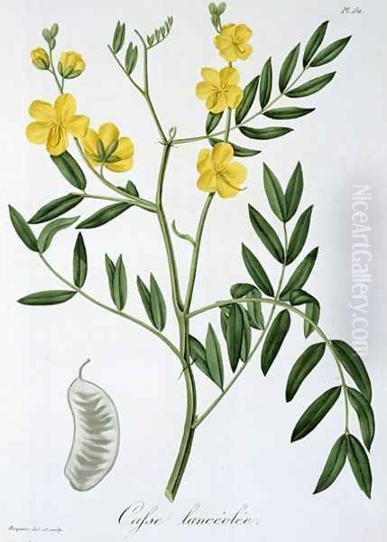 Cassia from Phytographie Medicale Oil Painting by L.F.J. Hoquart