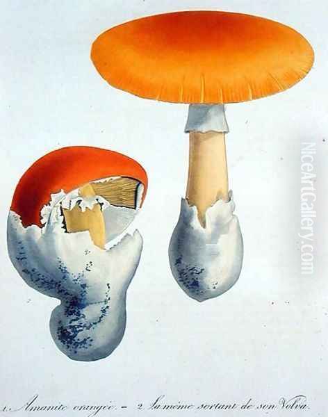 Amanita Caesaria from Phytographie Medicale Oil Painting by L.F.J. Hoquart