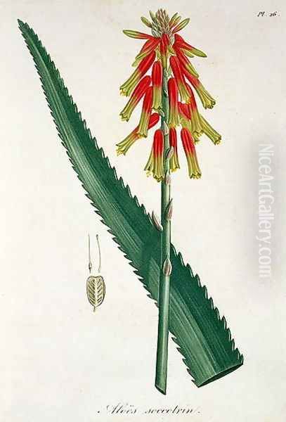 Aloe from Phytographie Medicale Oil Painting by L.F.J. Hoquart