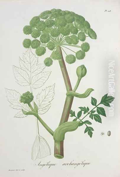 Angelica Archangelica from Phytographie Medicale Oil Painting by L.F.J. Hoquart