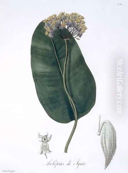 Asclepias Syriaca from Phytographie Medicale Oil Painting by L.F.J. Hoquart