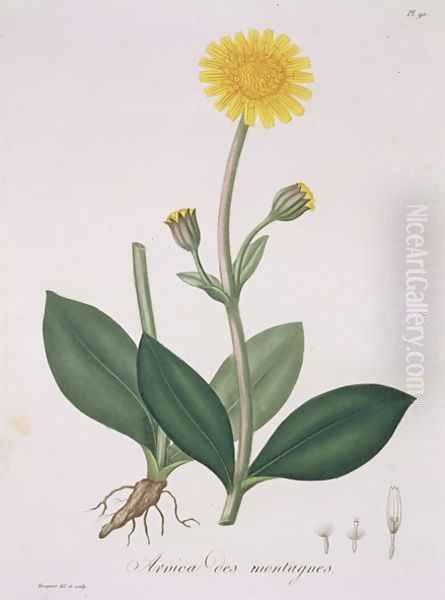 Arnica Montana from Phytographie Medicale Oil Painting by L.F.J. Hoquart