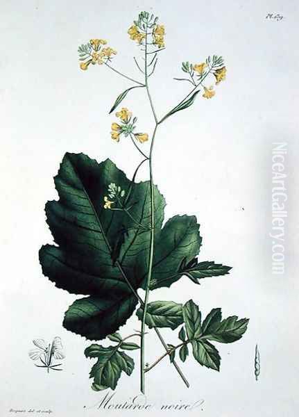 Brassica nigra from Phytographie Medicale Oil Painting by L.F.J. Hoquart