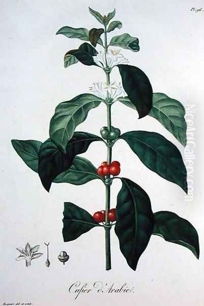 Coffea Arabica from Phytographie Medicale Oil Painting by L.F.J. Hoquart