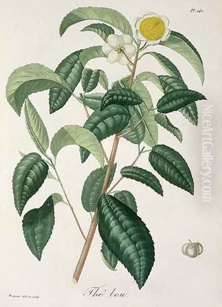 Camellia Thea from Phytographie Medicale Oil Painting by L.F.J. Hoquart