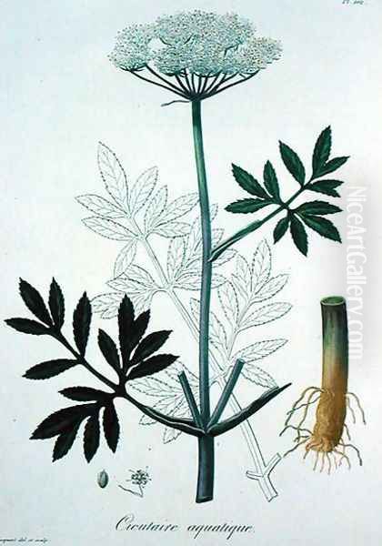 Cicuta Virosa from Phytographie Medicale Oil Painting by L.F.J. Hoquart