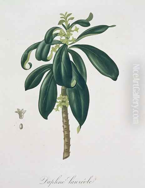 Daphne Laureda from Phytographie Medicale Oil Painting by L.F.J. Hoquart