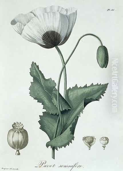 Papaver Somniferum from Phytographie Medicale Oil Painting by L.F.J. Hoquart