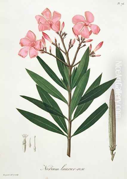 Oleander from Phytographie Medicale Oil Painting by L.F.J. Hoquart