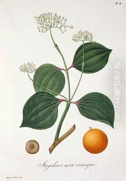 Strychnos nux vomica from Phytographie Medicale Oil Painting by L.F.J. Hoquart