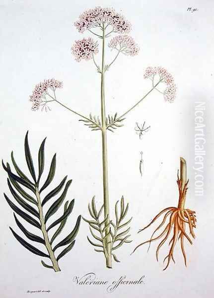 Valerian from Phytographie Medicale Oil Painting by L.F.J. Hoquart