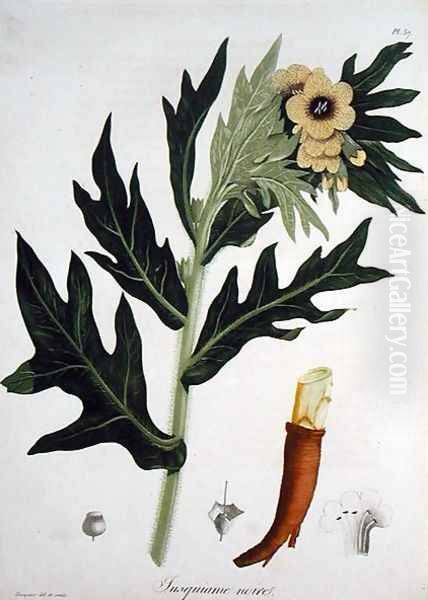 Henbane from Phytographie Medicale Oil Painting by L.F.J. Hoquart