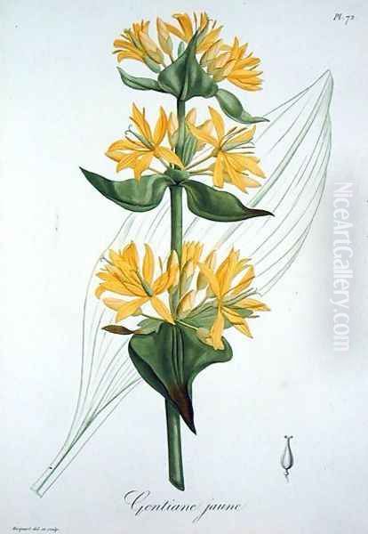 Yellow Gentian from Phytographie Medicale Oil Painting by L.F.J. Hoquart