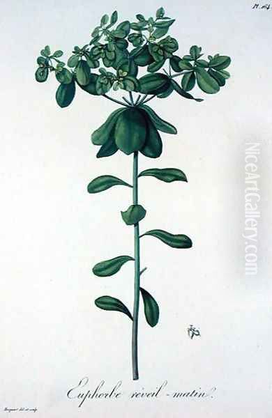 Euphorbia Helioscopia from Phytographie Medicale Oil Painting by L.F.J. Hoquart