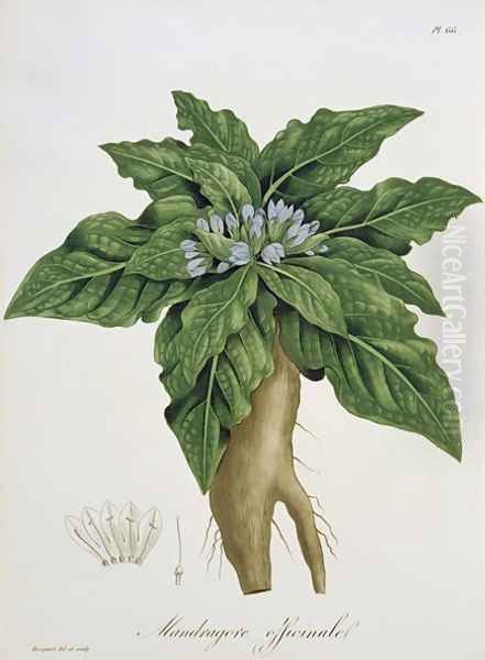 Mandragora Officinarum from Phytographie Medicale Oil Painting by L.F.J. Hoquart