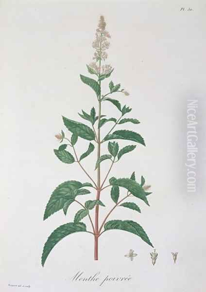 Mentha Piperita from Phytographie Medicale Oil Painting by L.F.J. Hoquart