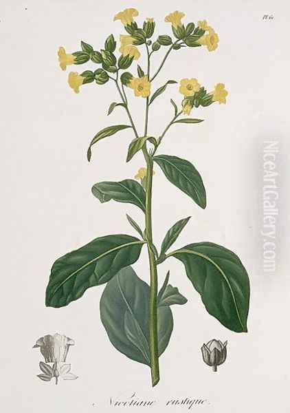 Nicotiana from Phytographie Medicale Oil Painting by L.F.J. Hoquart