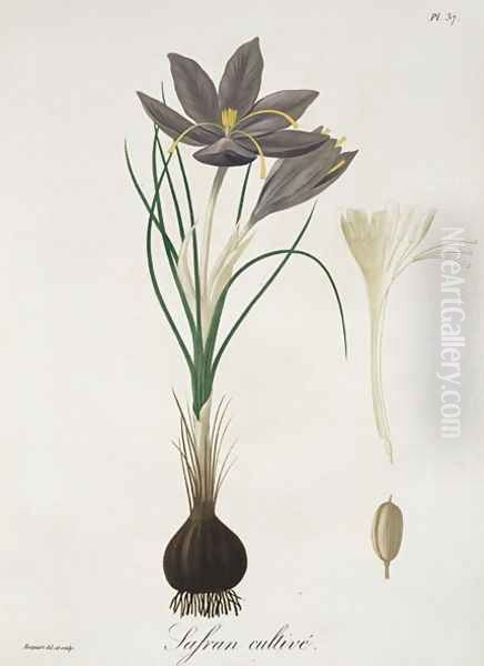 Saffron Crocus from Phytographie Medicale Oil Painting by L.F.J. Hoquart