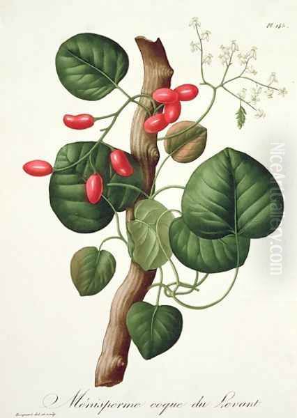 Menispermum from Phytographie Medicale Oil Painting by L.F.J. Hoquart